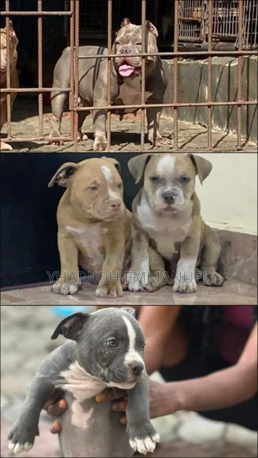 1-3 months Male Purebred American Bully