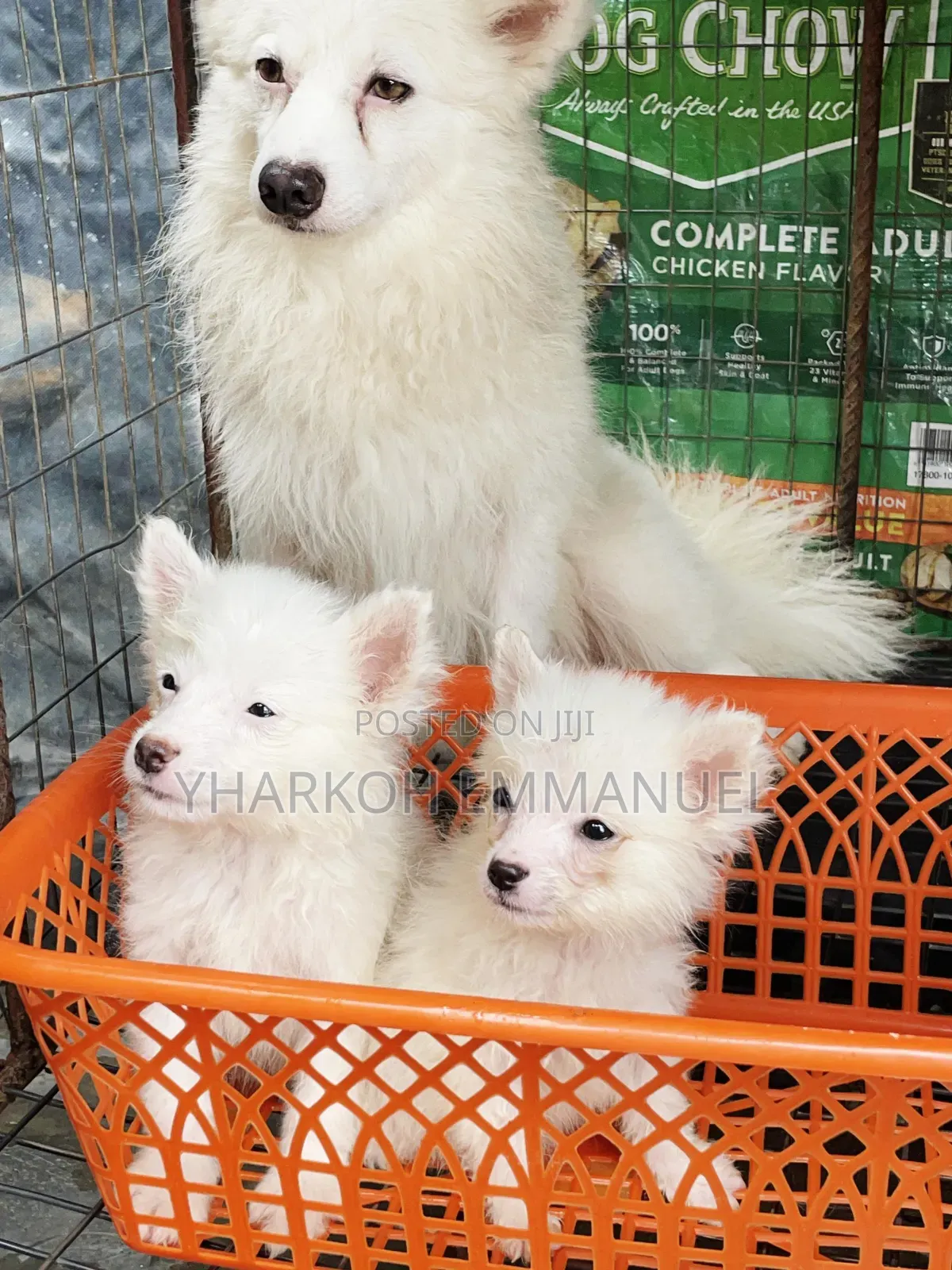 3-6 months Male Purebred American Eskimo