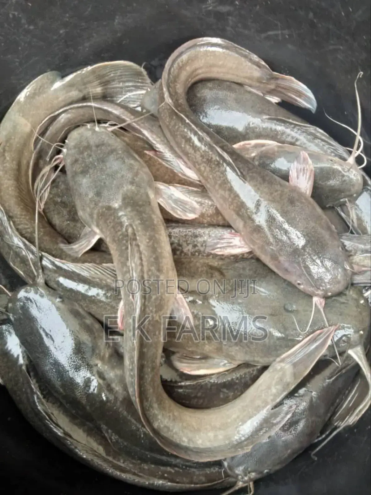 Fast Growing Catfish Juveniles, Fingerlings And Jumbo Size