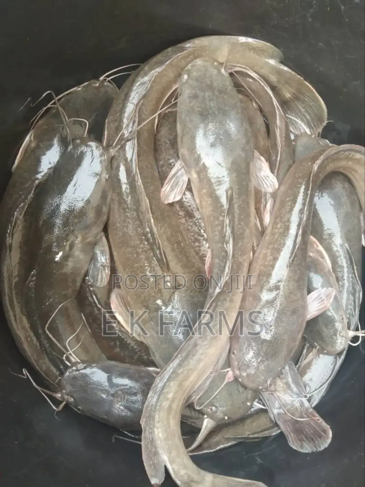 Fast Growing Catfish Juveniles, Fingerlings And Jumbo Size