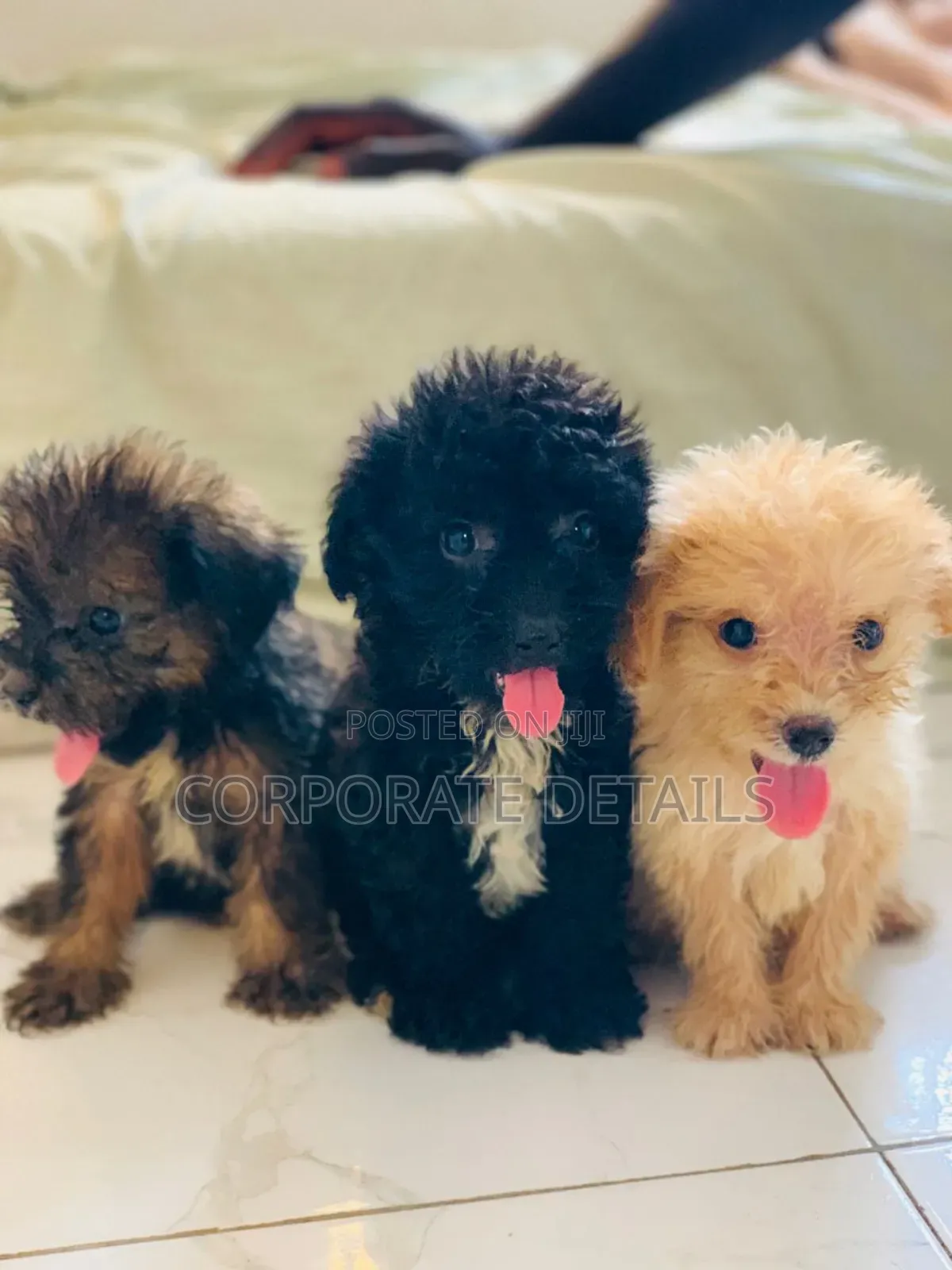 1-3 months Female Purebred Poodle