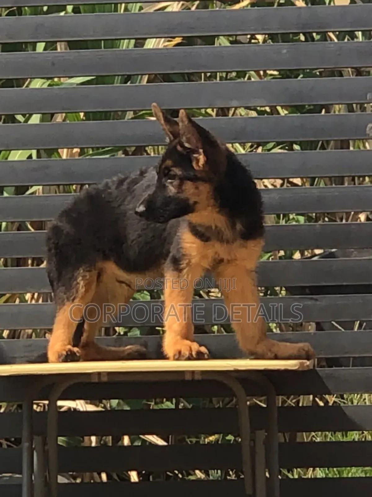 1-3 months Female Purebred German Shepherd