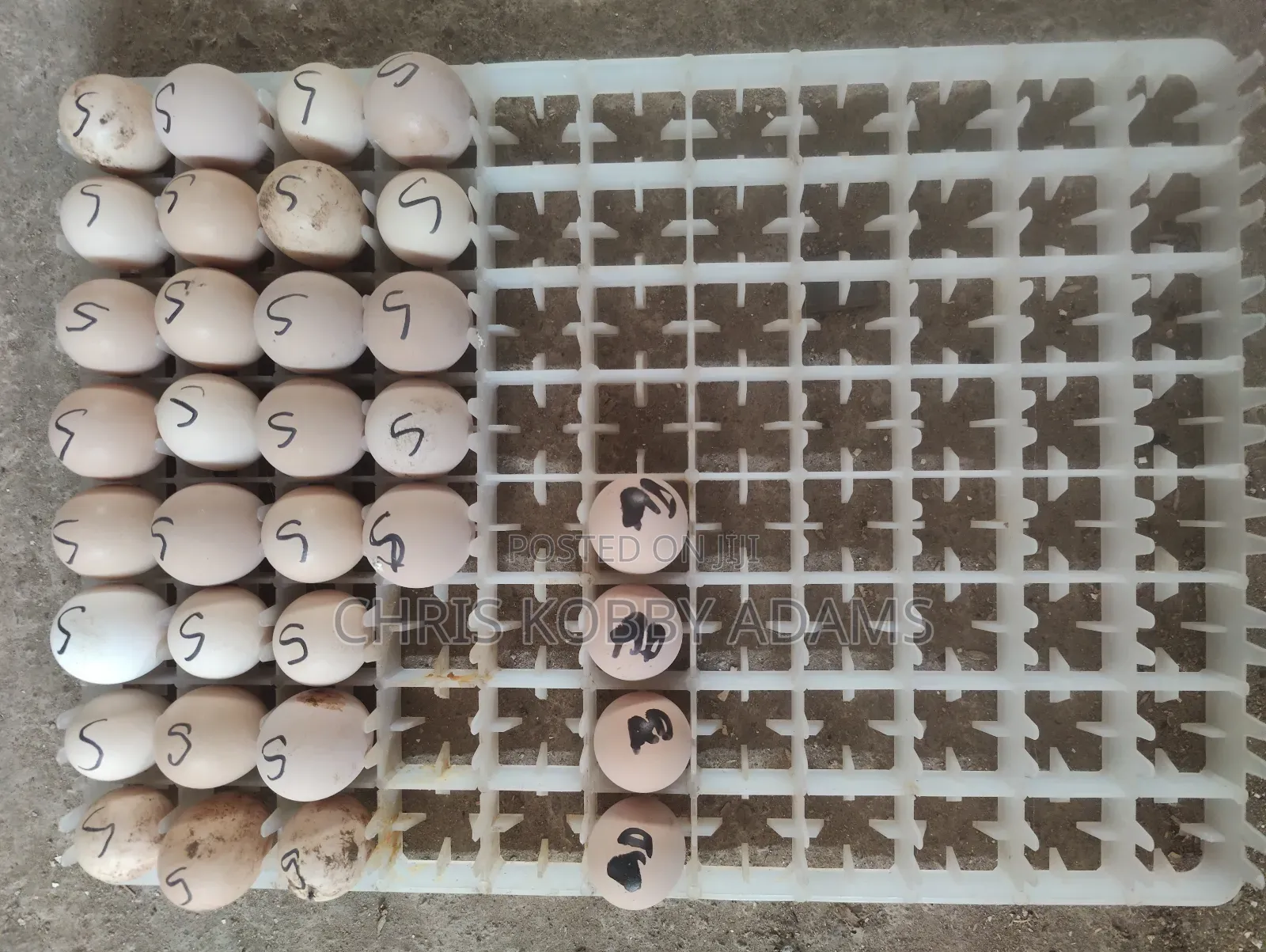 Incubator Egg Tray Heavy Duty