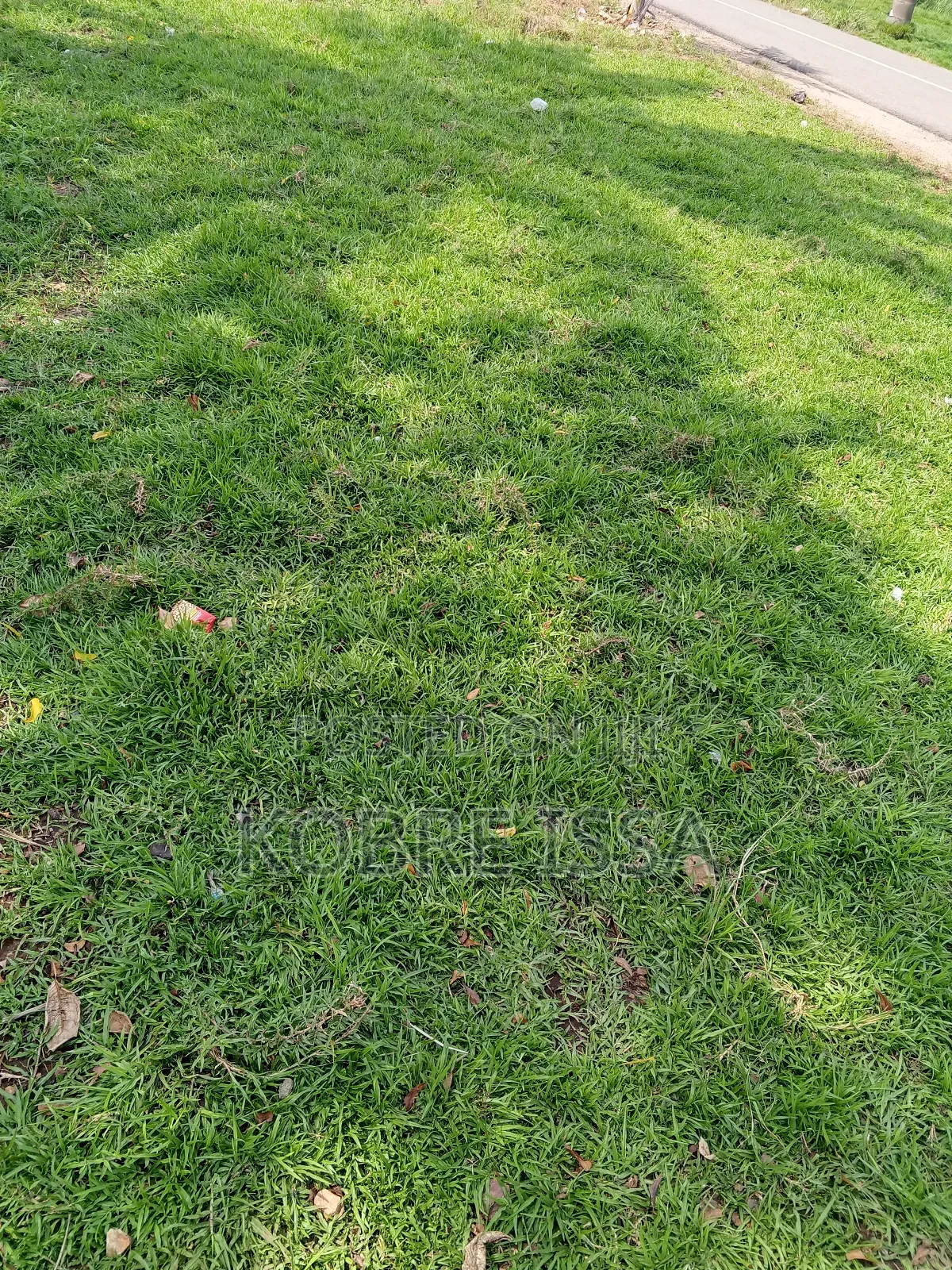 Green Grass