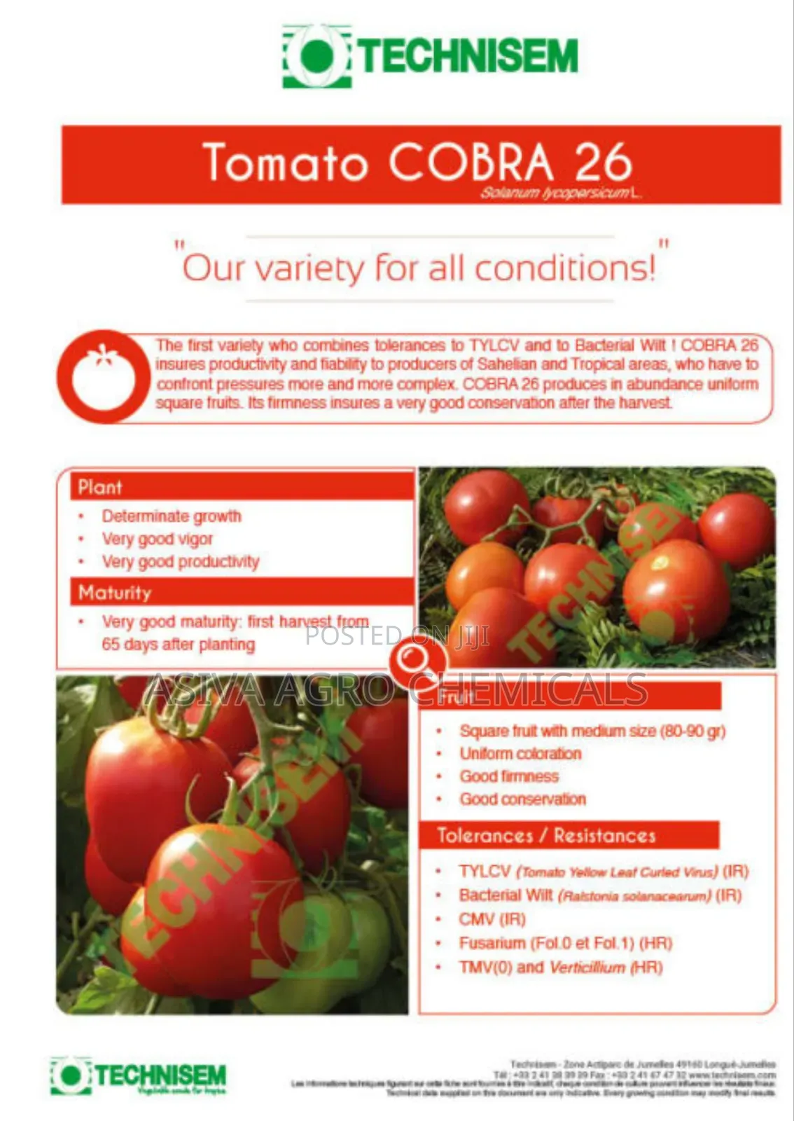 Cobra 26 1gram Tomato Seeds