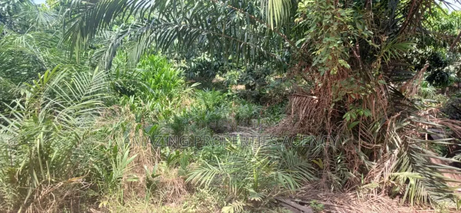 2 Acres of Land for Sale Location Dzowrolo/Abelemkpe Over Head