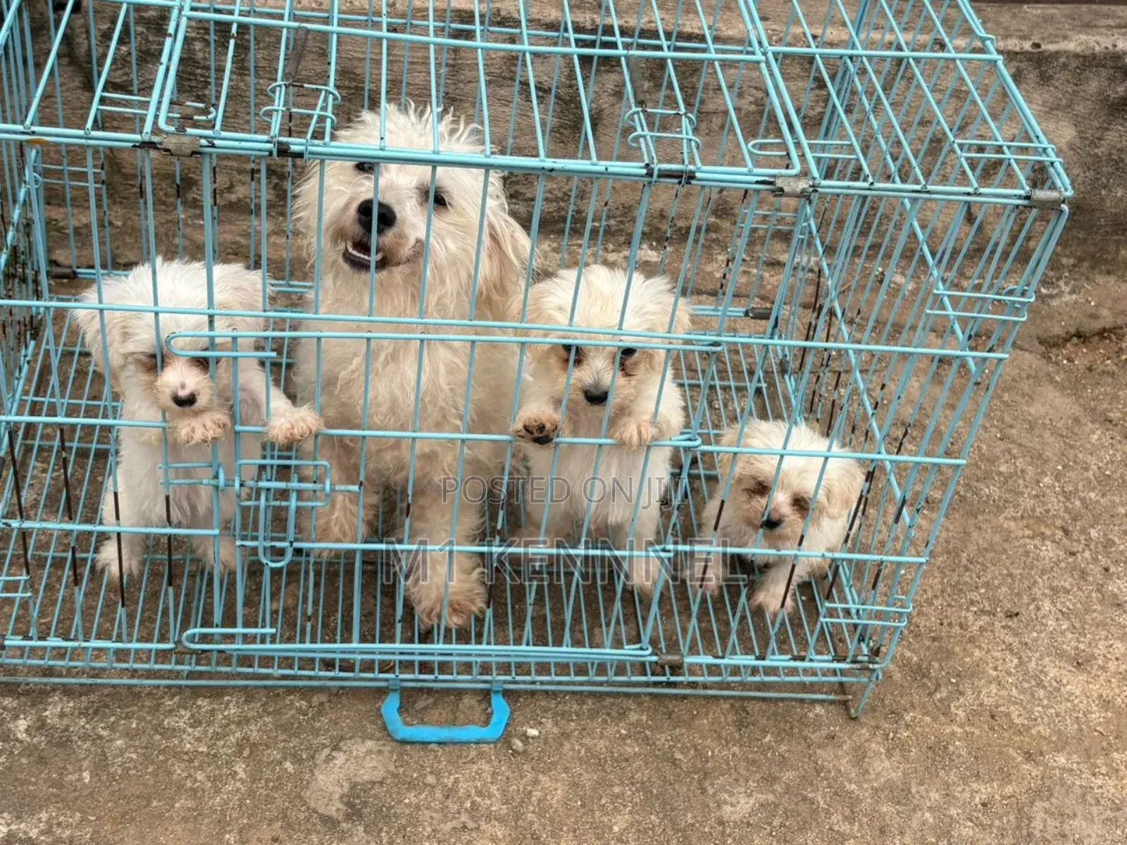 1-3 months Female Purebred Poodle