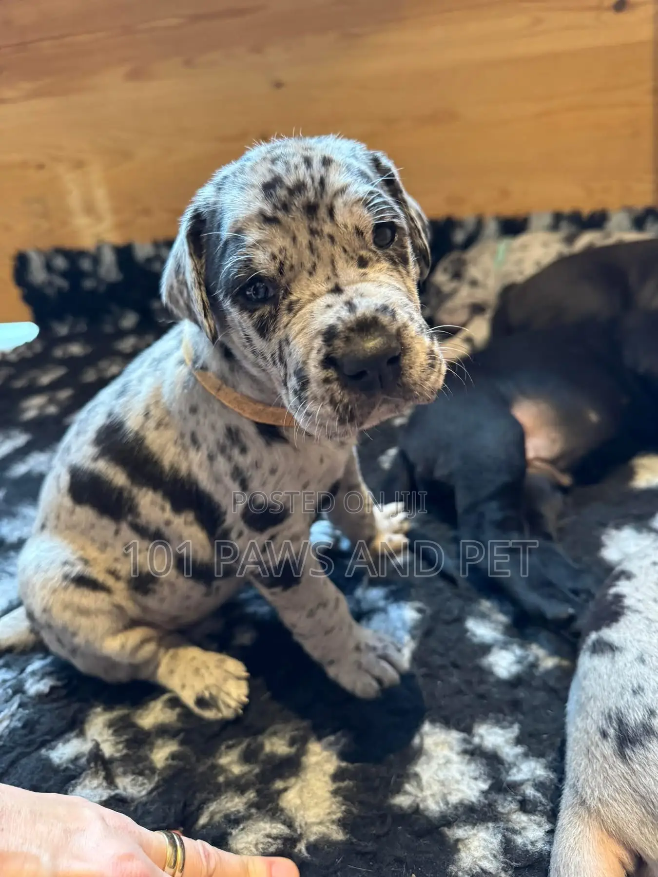 1-3 months Male Purebred Great Dane
