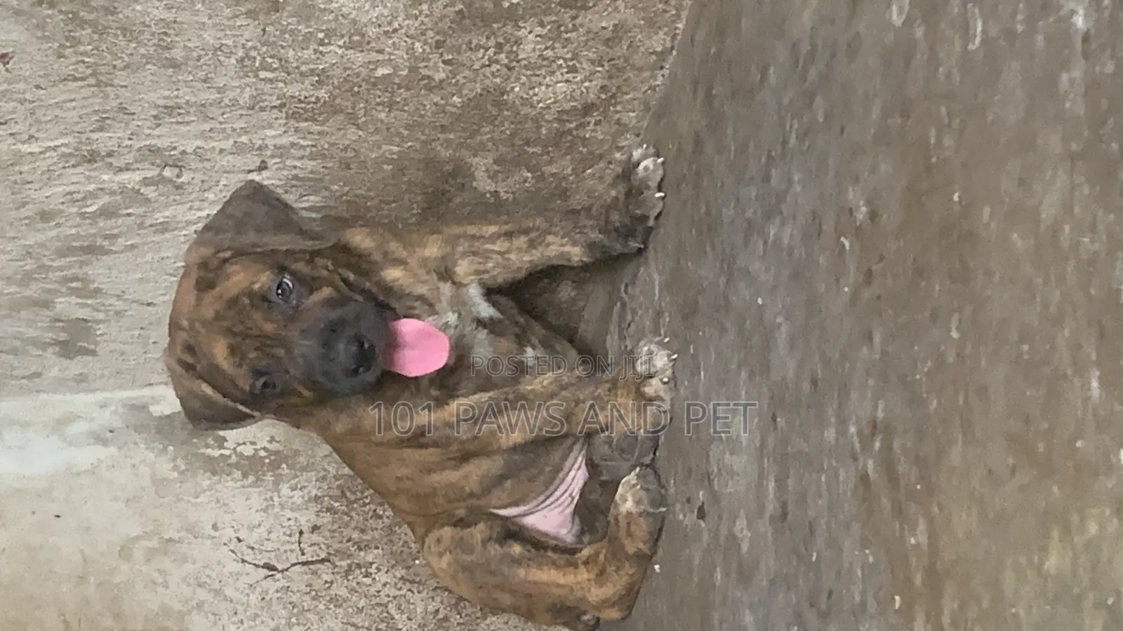 1-3 months Male Purebred Boerboel