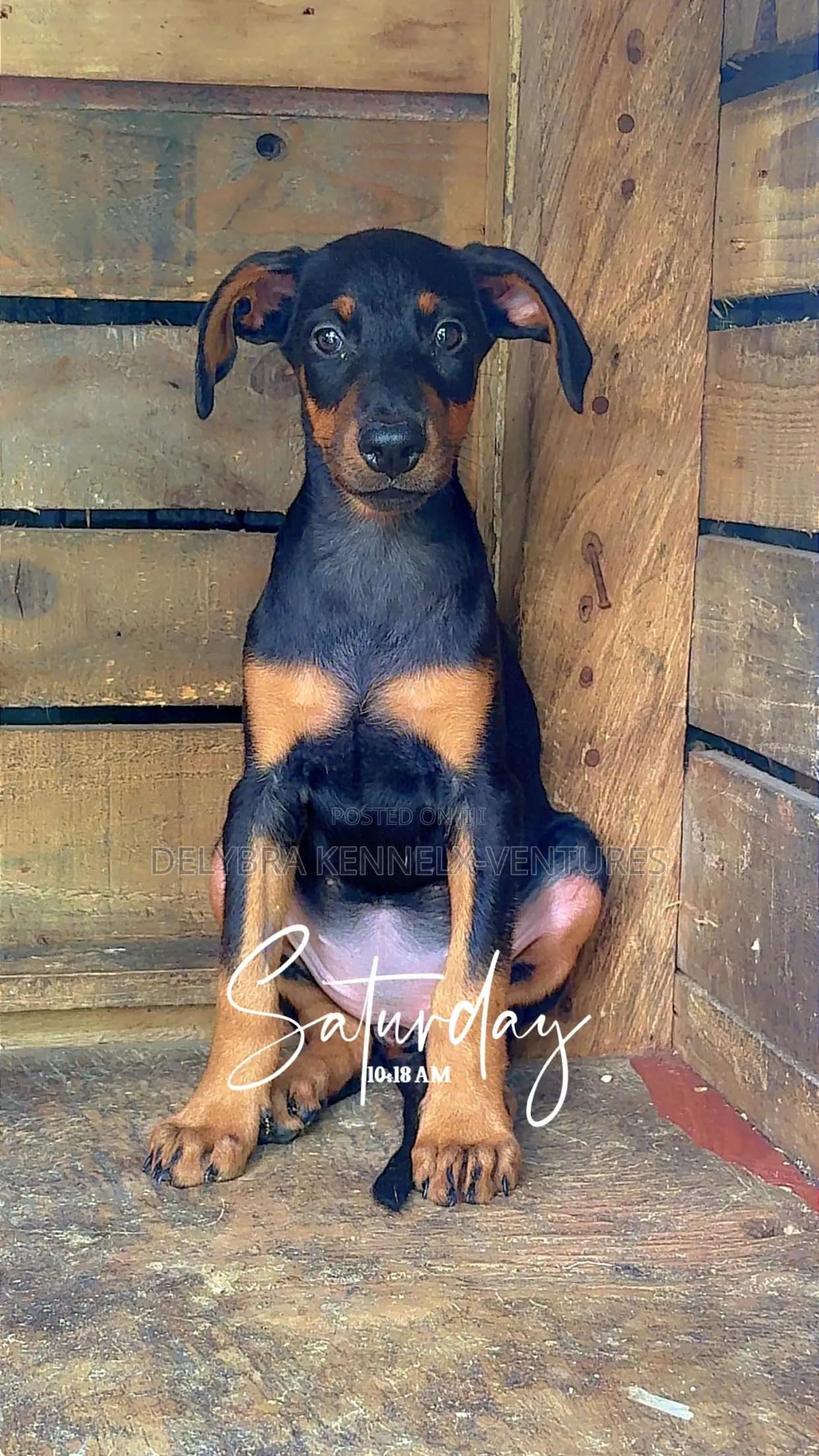 1-3 months Male Purebred Doberman Pinscher