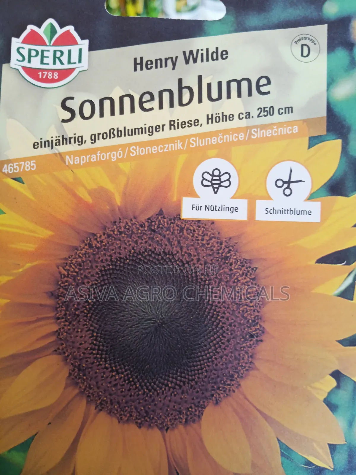 Sunflower(Henry Wilde) Seeds