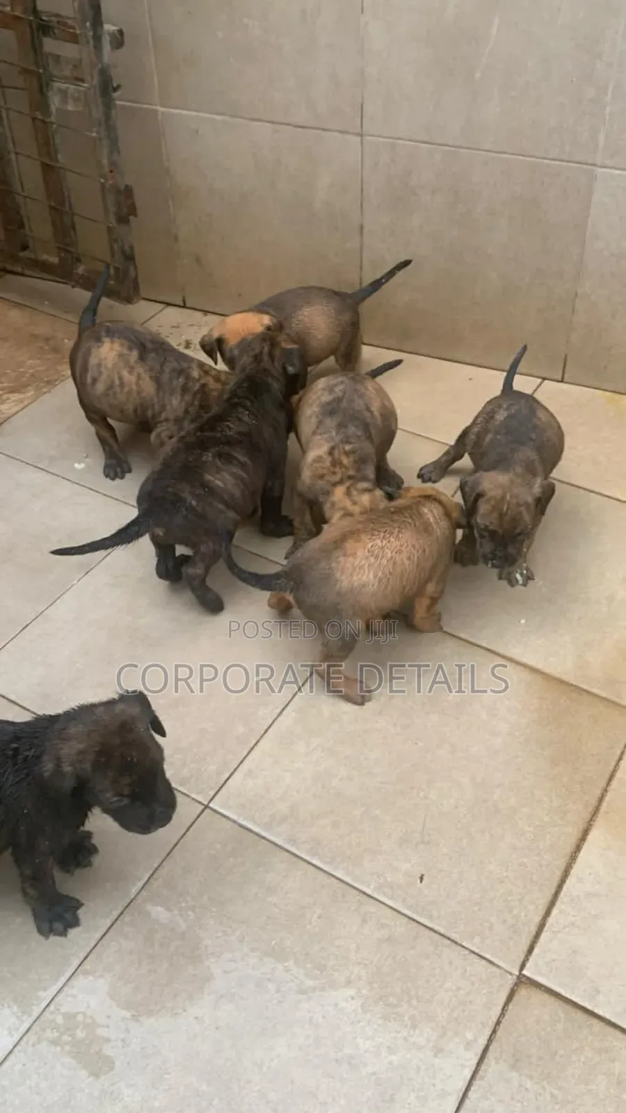1-3 months Female Purebred Boerboel