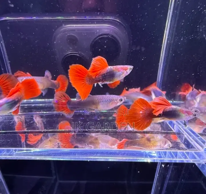 Beautiful Guppy Fish (Brazilian Fan)