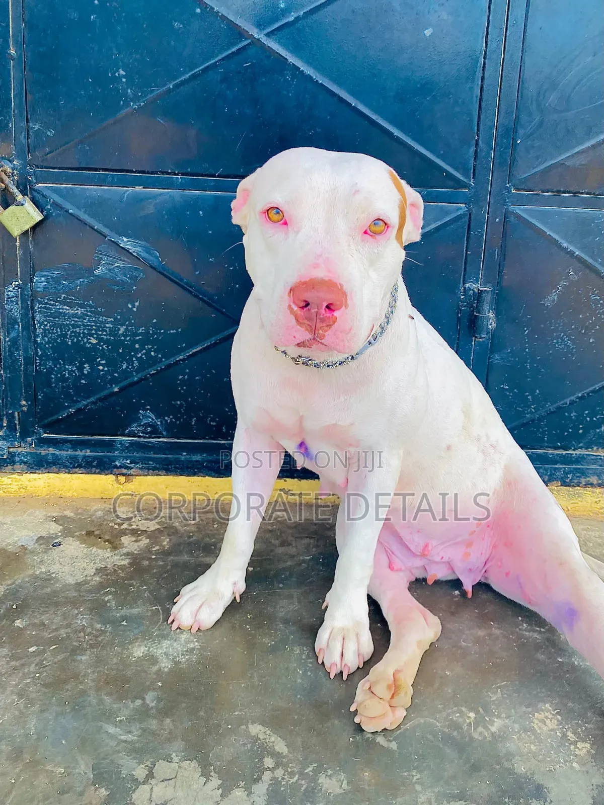 1+ year Female Purebred American Pit Bull Terrier