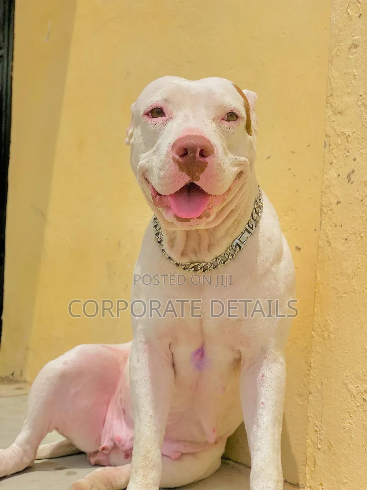 1+ year Female Purebred American Pit Bull Terrier