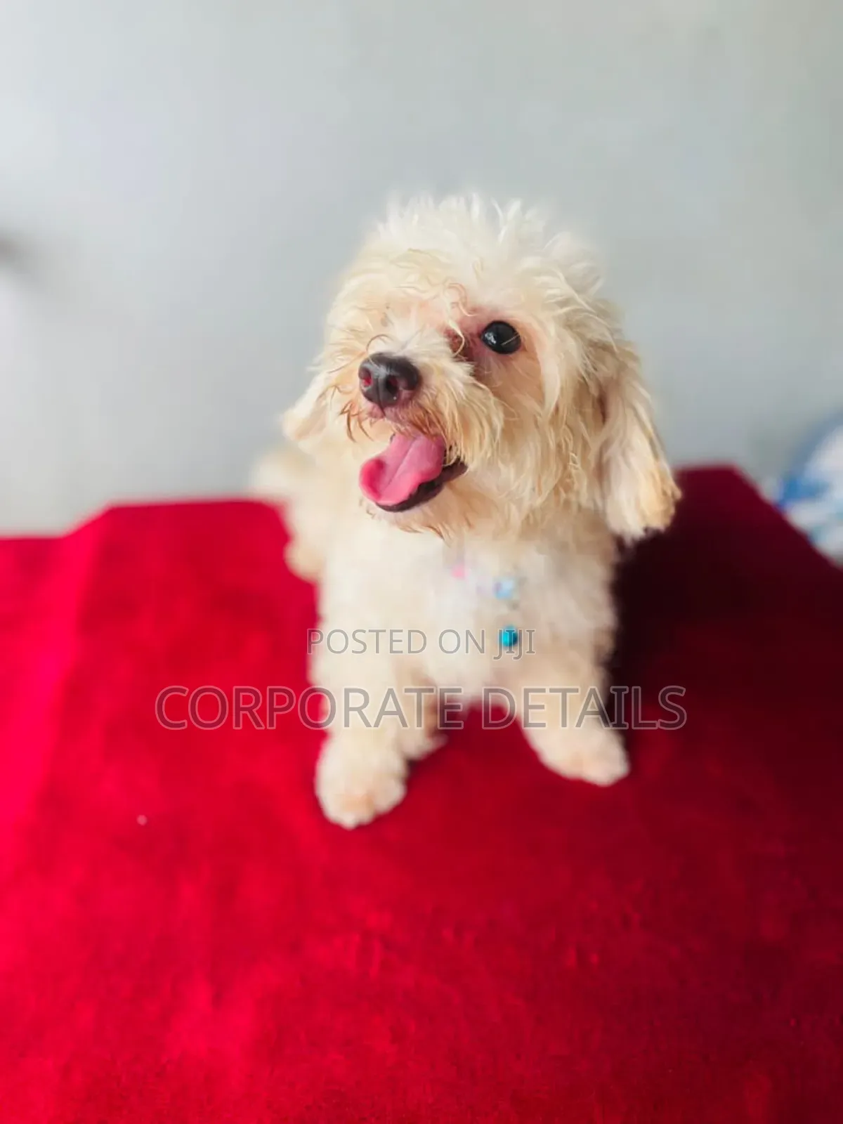 1-3 months Female Purebred Maltese