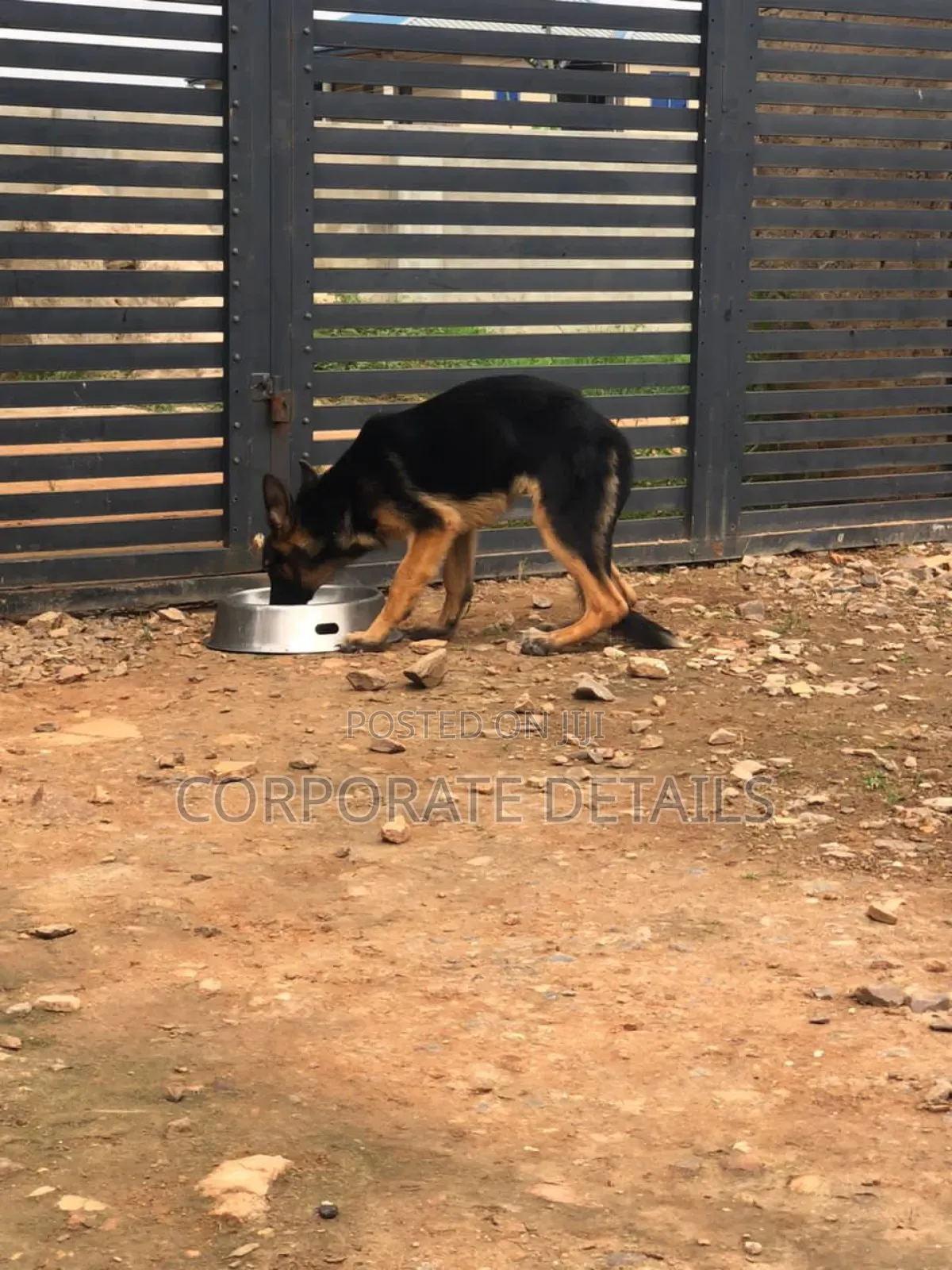 1-3 months Female Purebred German Shepherd