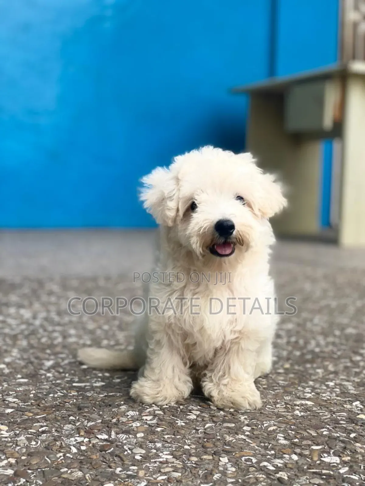 1-3 months Female Purebred Maltese