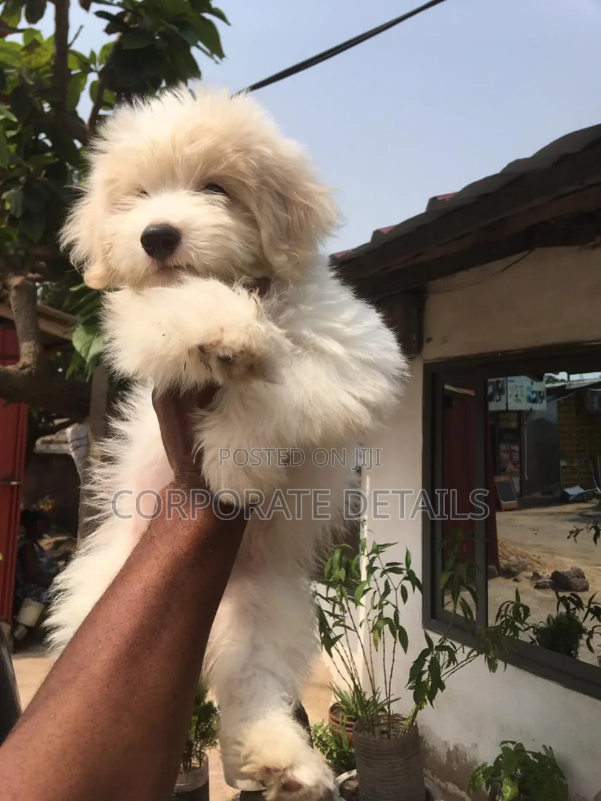 1-3 months Female Purebred Poodle