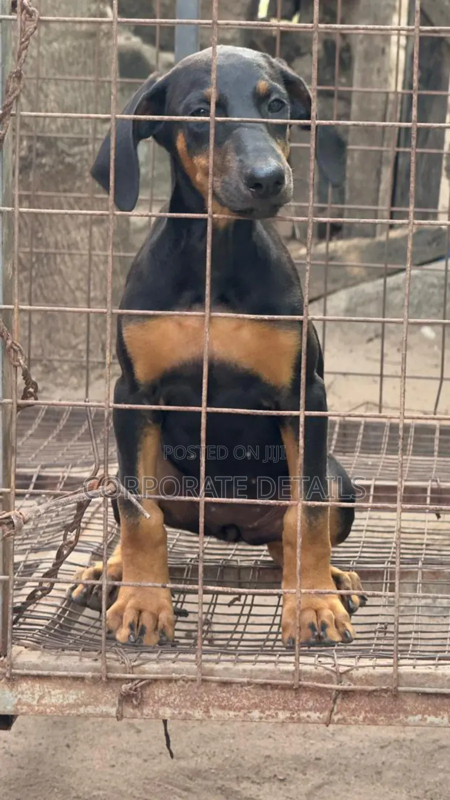 1-3 months Male Purebred Doberman Pinscher