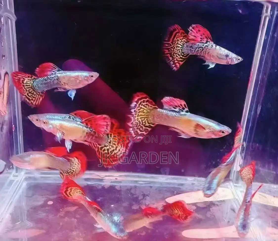 Beautiful Guppy Fish ( Seven Colored Dragon Scales)