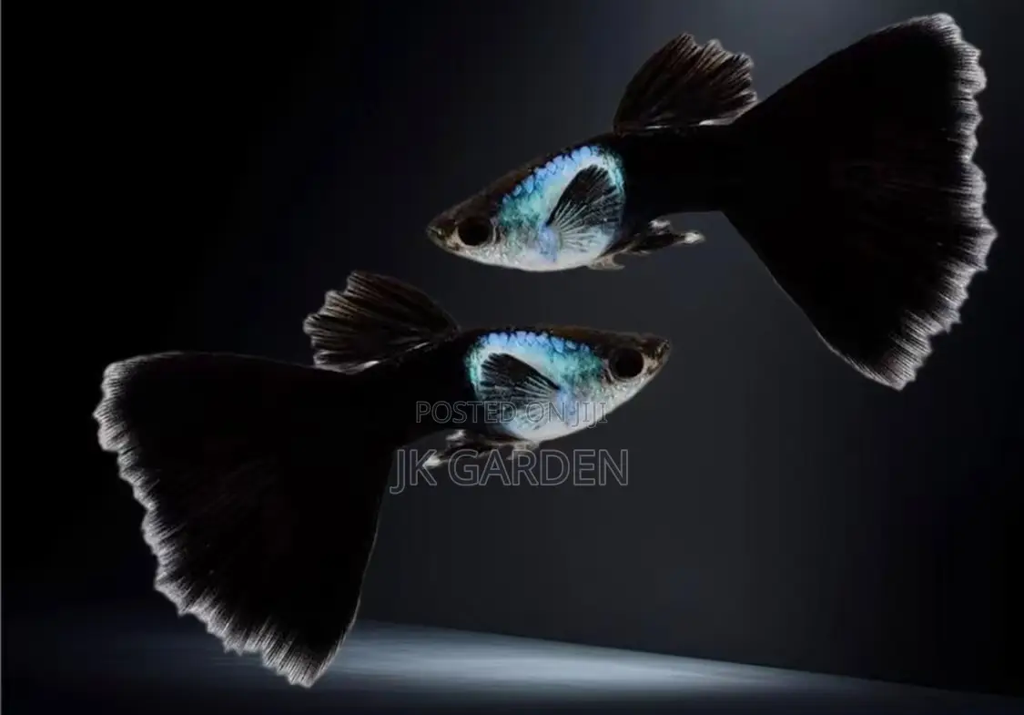 Beautiful Guppy Fish ( El Silver)