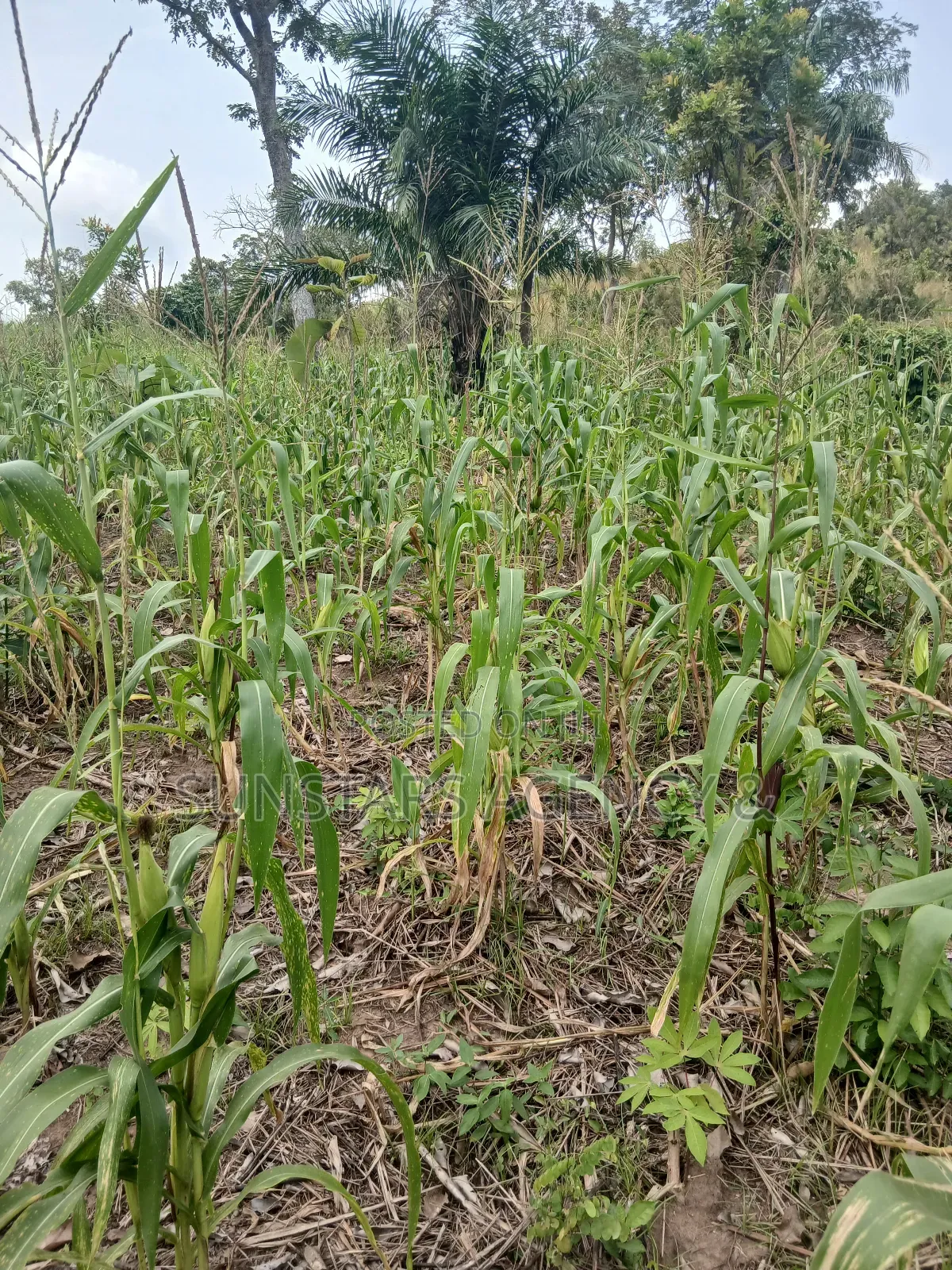 Roadside Land for Sale in Hohoe