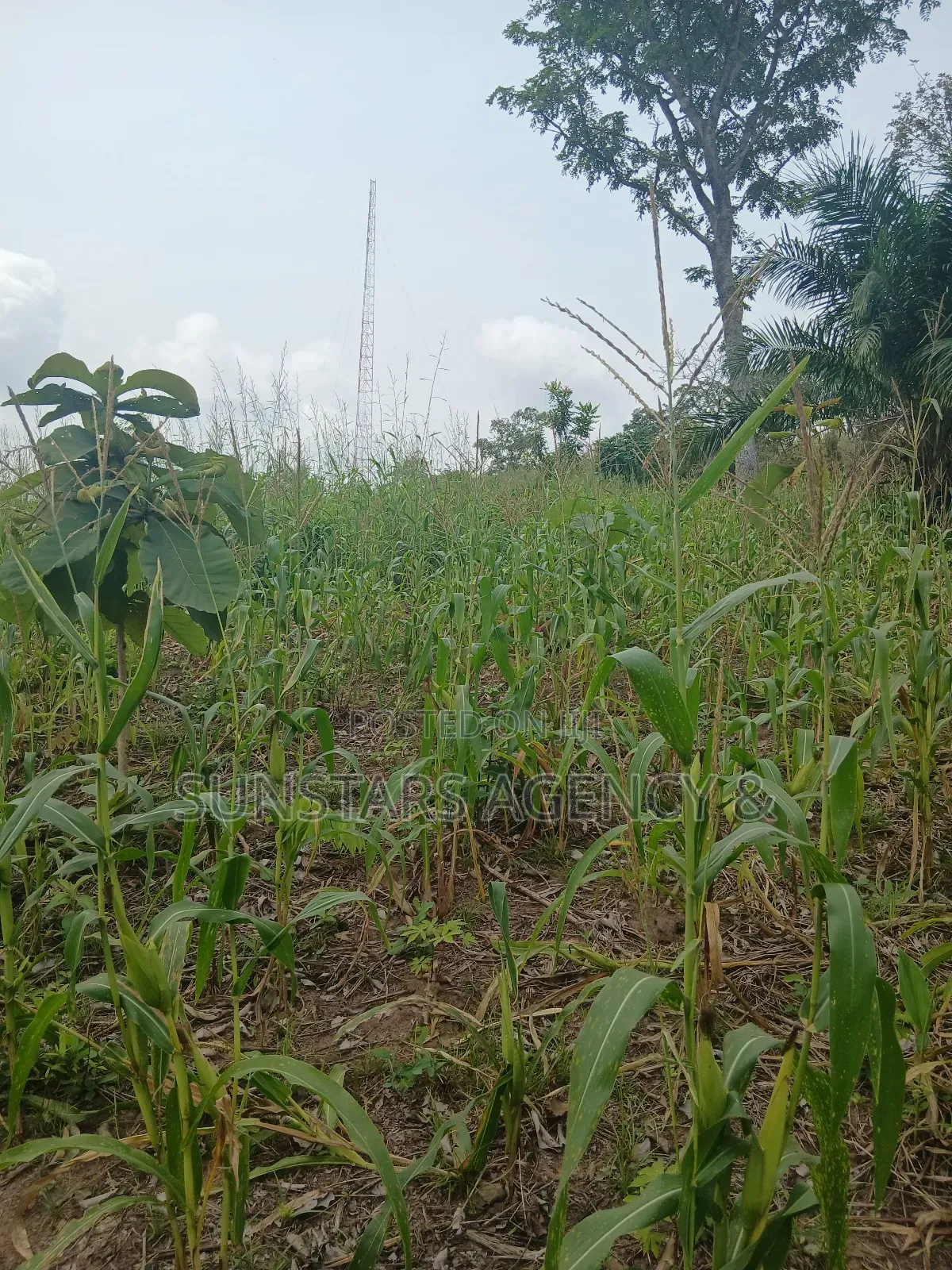 Roadside Land for Sale in Hohoe