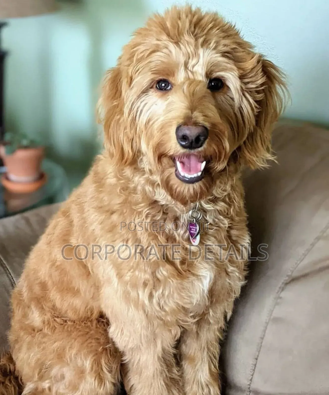 3-6 months Female Purebred Poodle