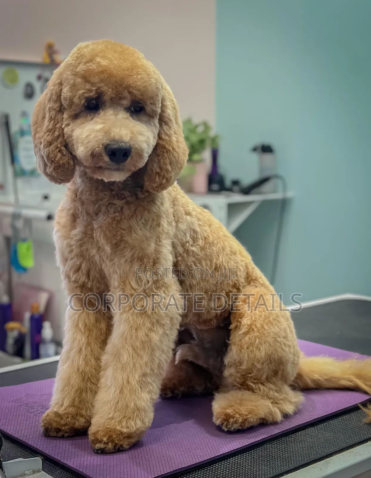 3-6 months Female Purebred Poodle