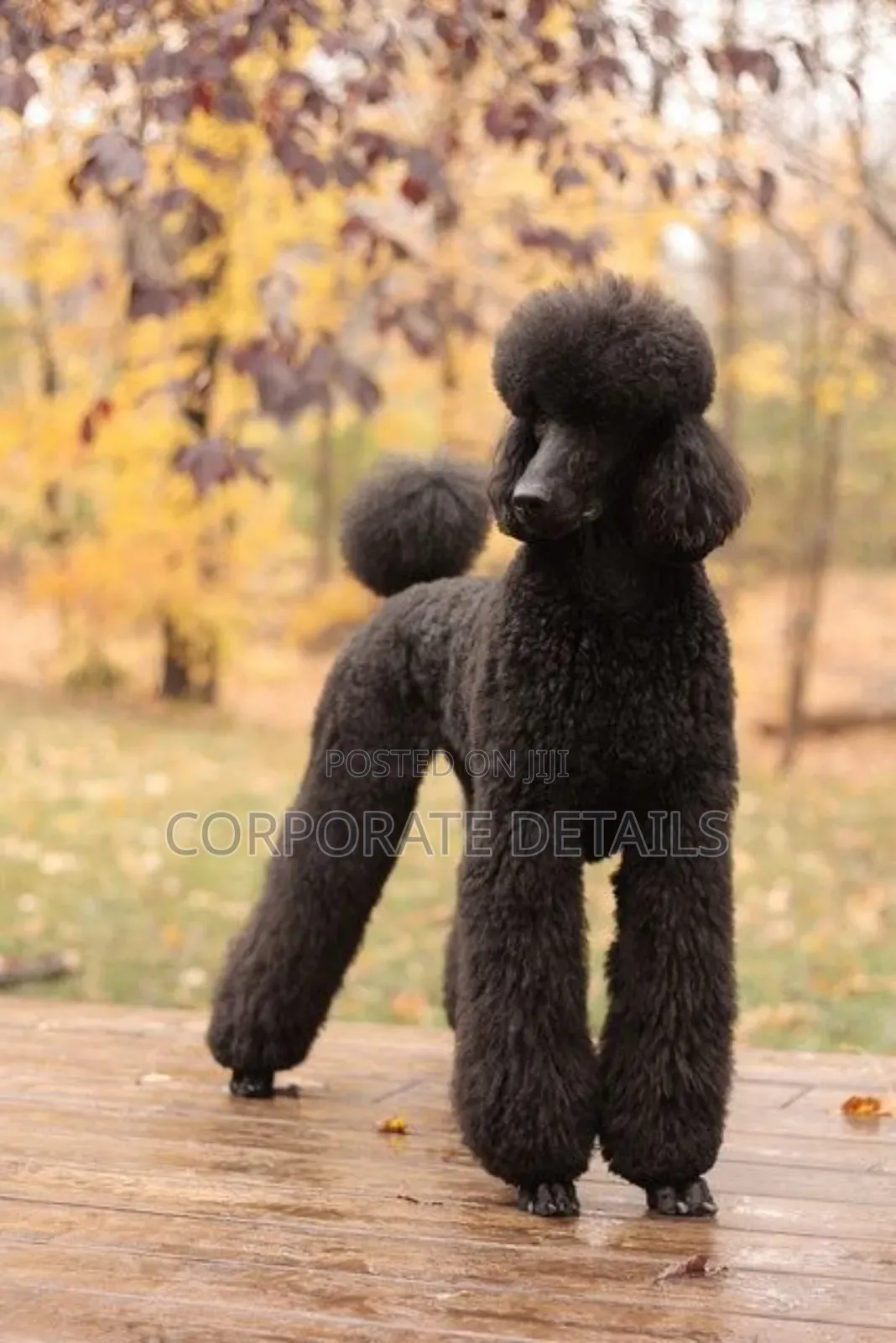 3-6 months Female Purebred Poodle