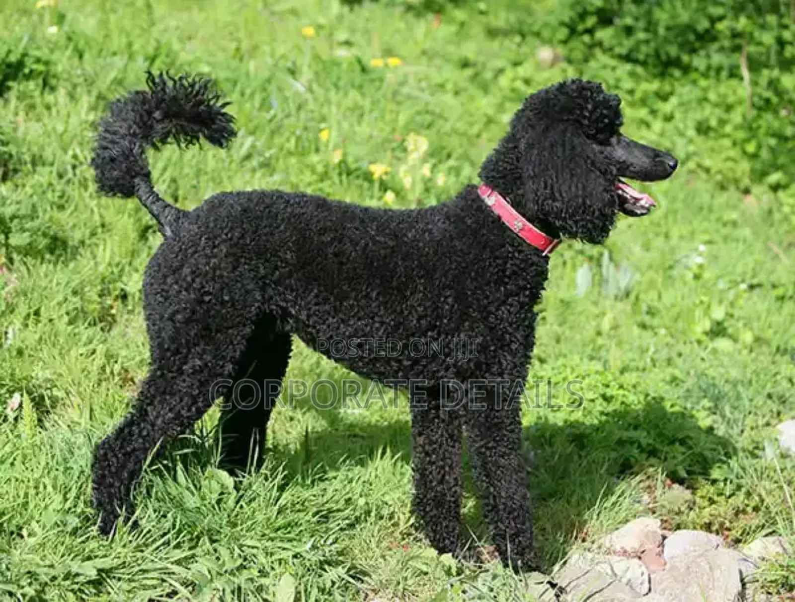 3-6 months Female Purebred Poodle