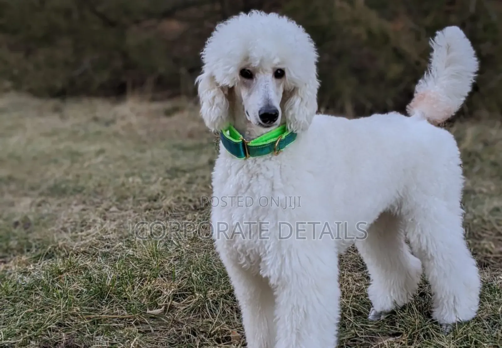 3-6 months Female Purebred Poodle