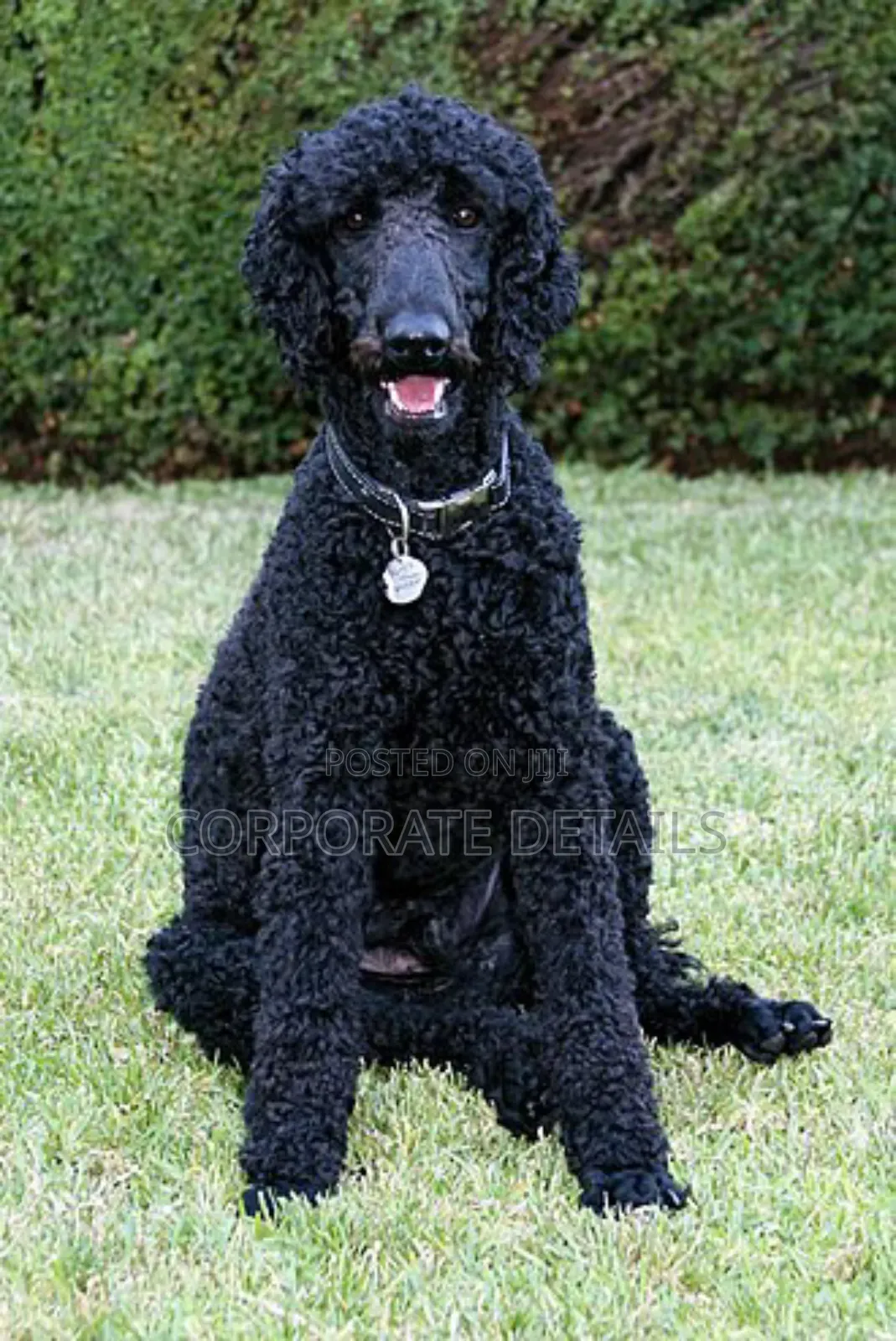 3-6 months Female Purebred Poodle