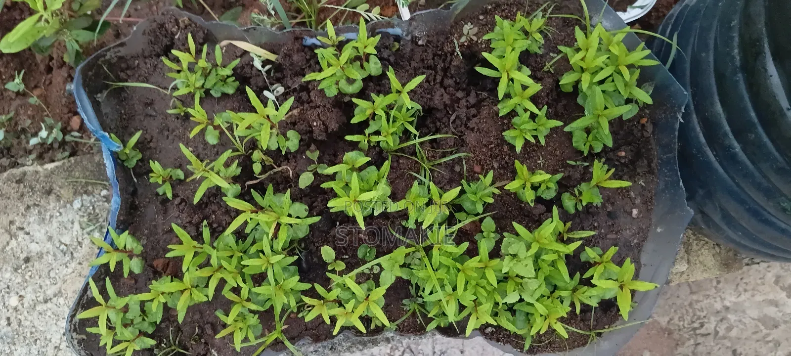 Pomegranate Seedlings