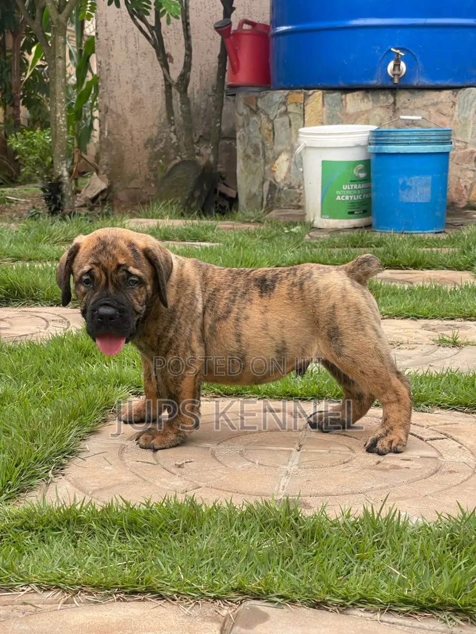 1-3 months Female Purebred Boerboel