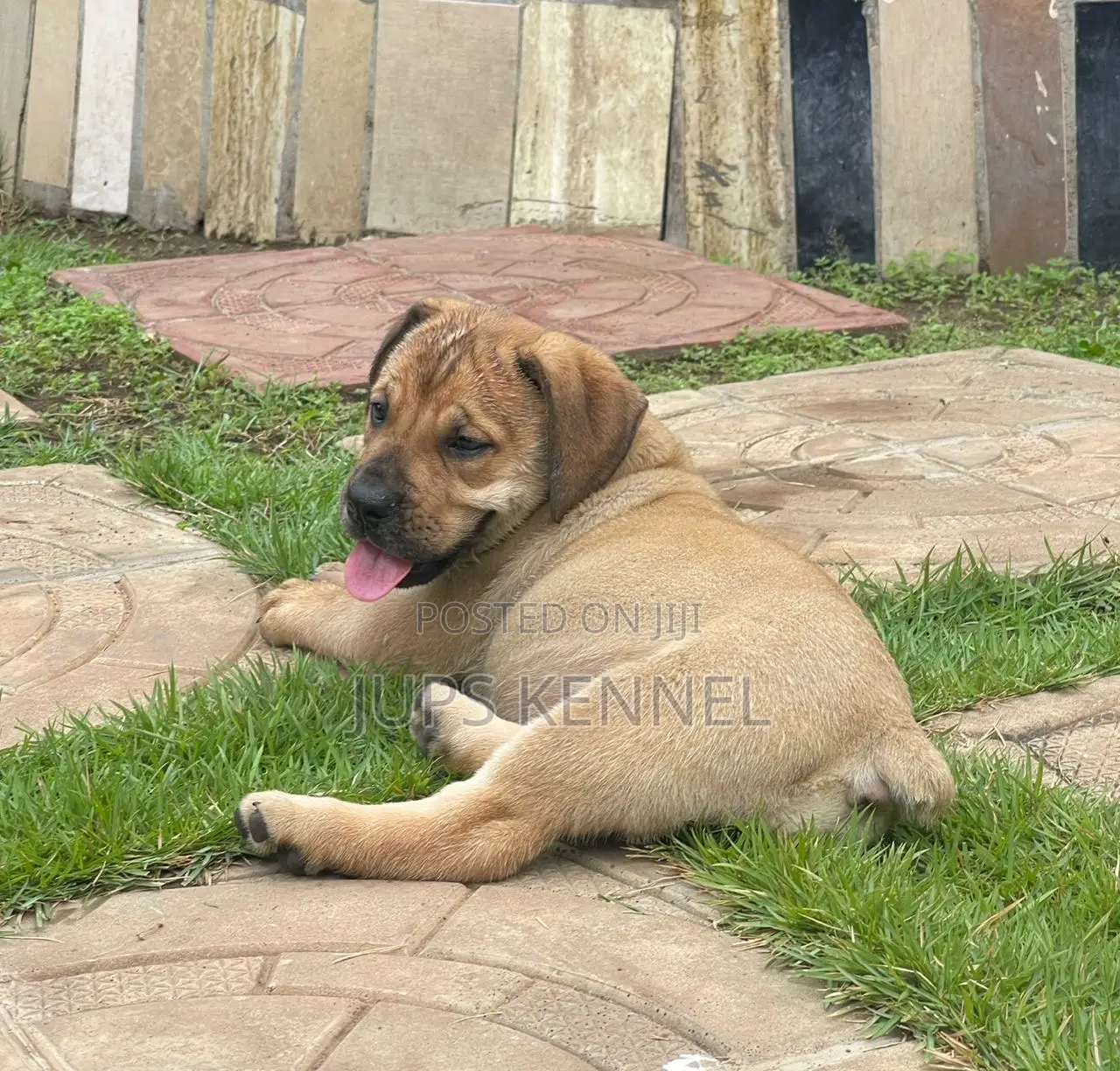 1-3 months Female Purebred Boerboel