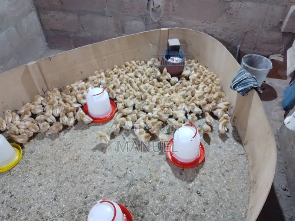 Brooding of Chicks, Day Old Chicks Sales, Poultry Eggs Sales