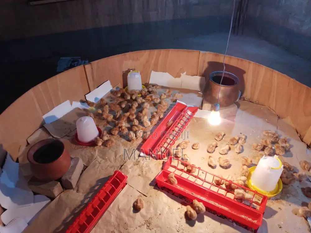 Brooding of Chicks, Day Old Chicks Sales, Poultry Eggs Sales