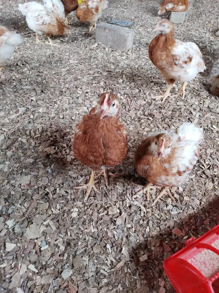 Brooding of Chicks, Day Old Chicks Sales, Poultry Eggs Sales
