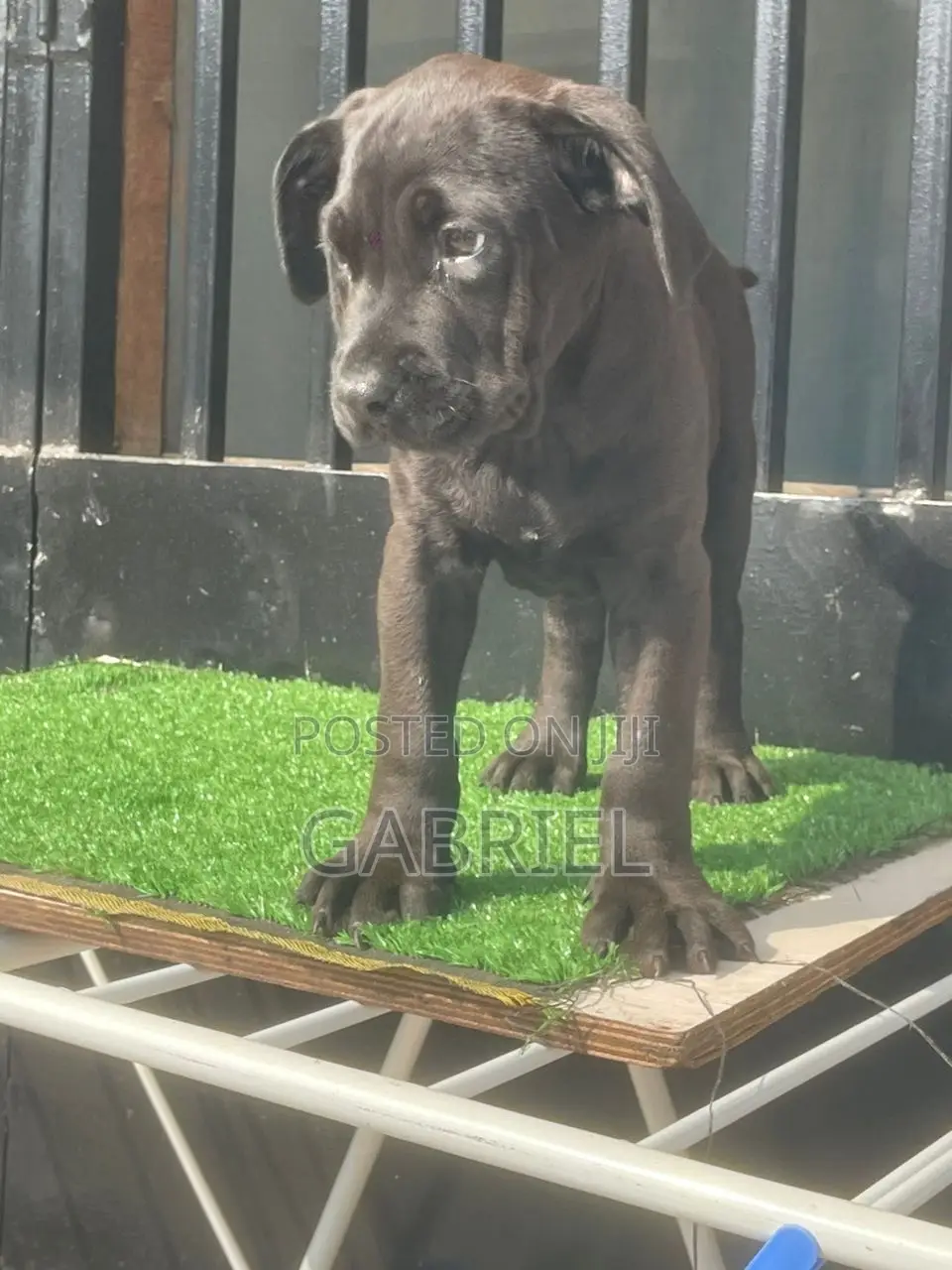 1-3 months Female Purebred Cane Corso