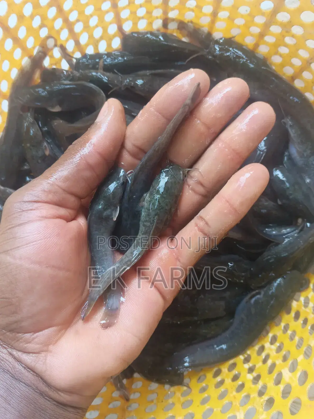 Super Fast Growing Catfish Juveniles and Fingerlings, 6-7 Cm, 8-9 G