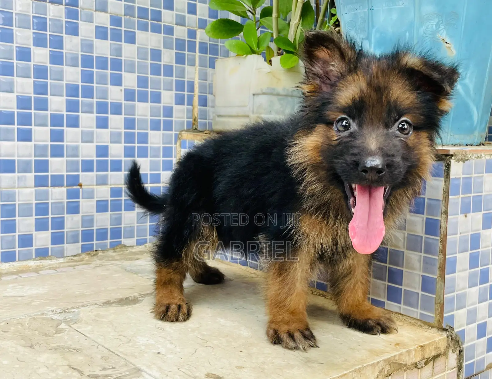 1-3 months Female Purebred German Shepherd