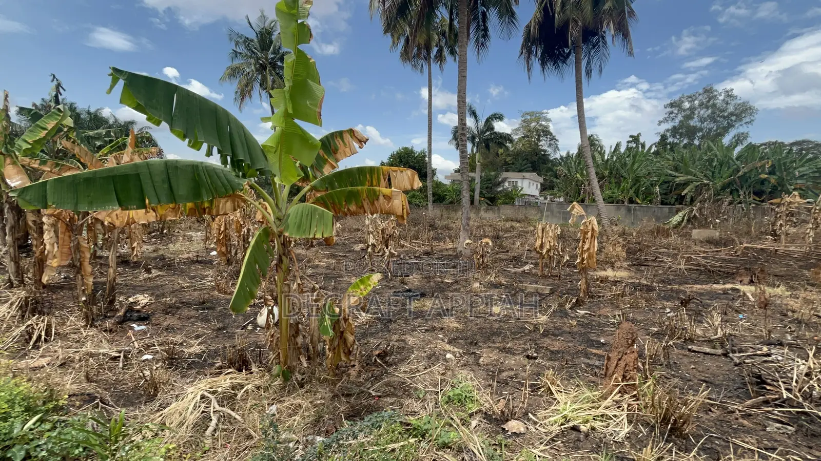 Prime Area 2 Half Plot for Sale at Ahodwo Nhyieso