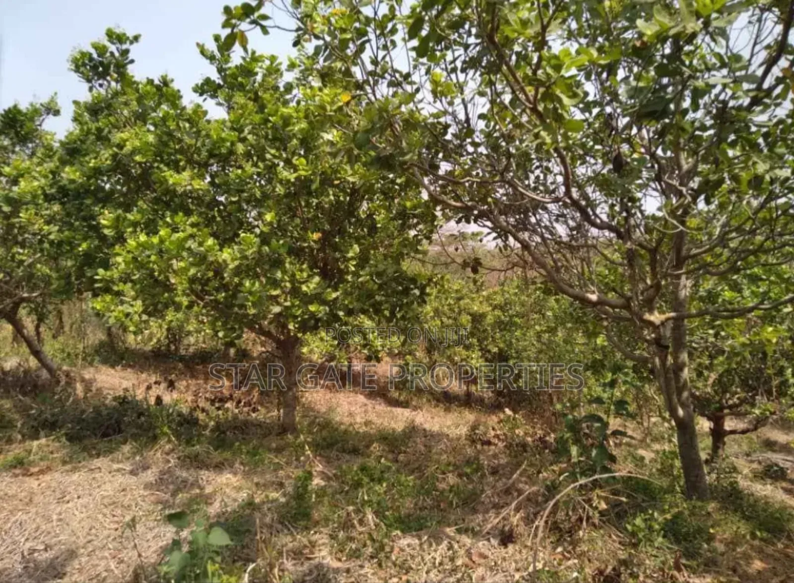 20 Acres Cashew Mango Farm for Sale