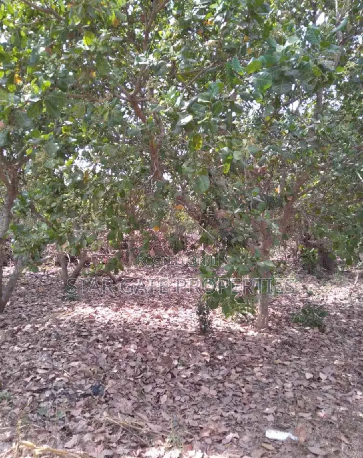20 Acres Cashew Mango Farm for Sale