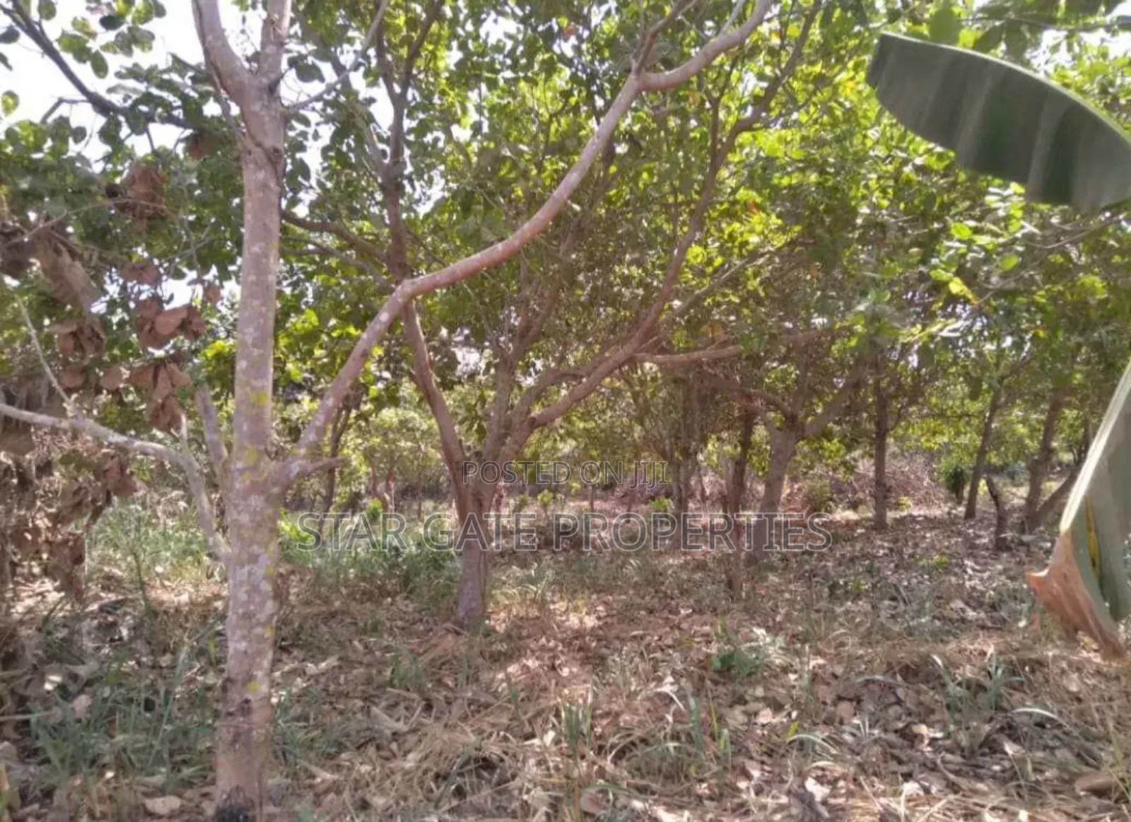 20 Acres Cashew Mango Farm for Sale