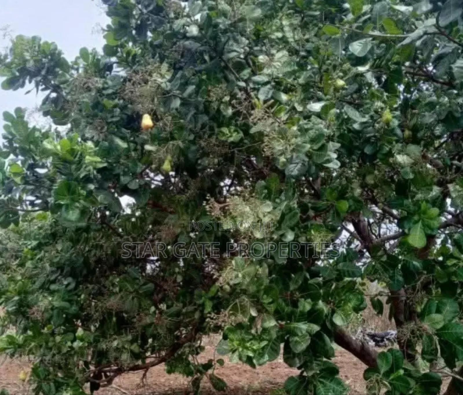 4 Acres Cashew Farm for Sale