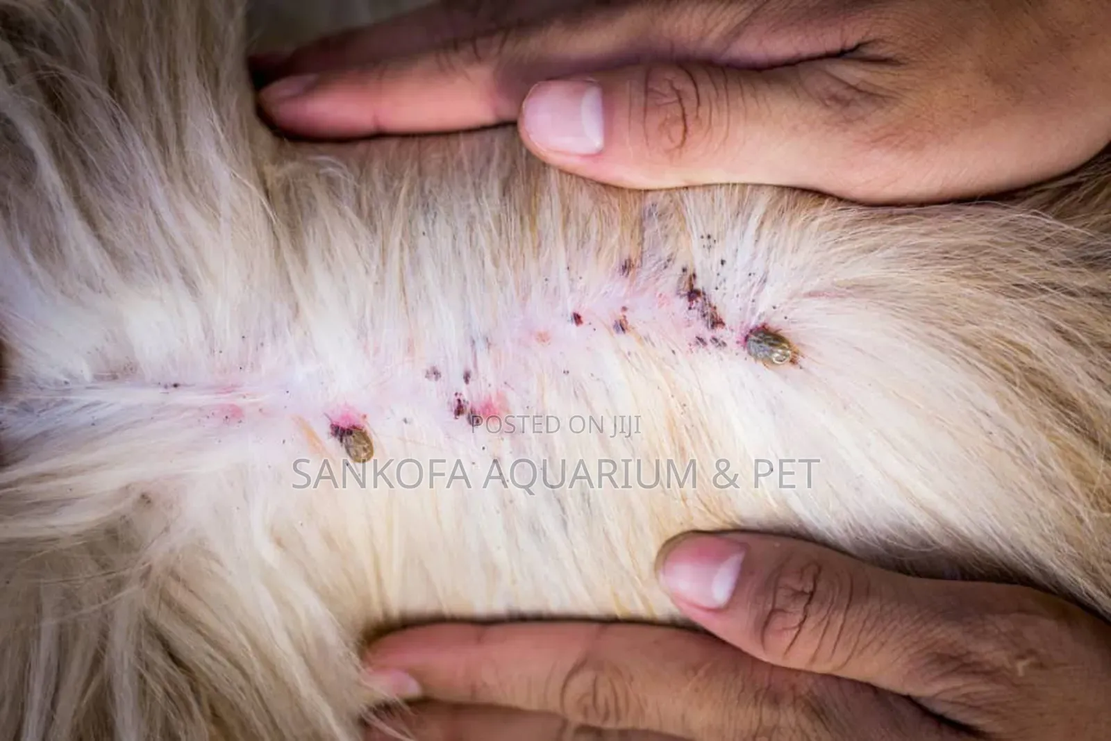 Ticks and Flea Spray