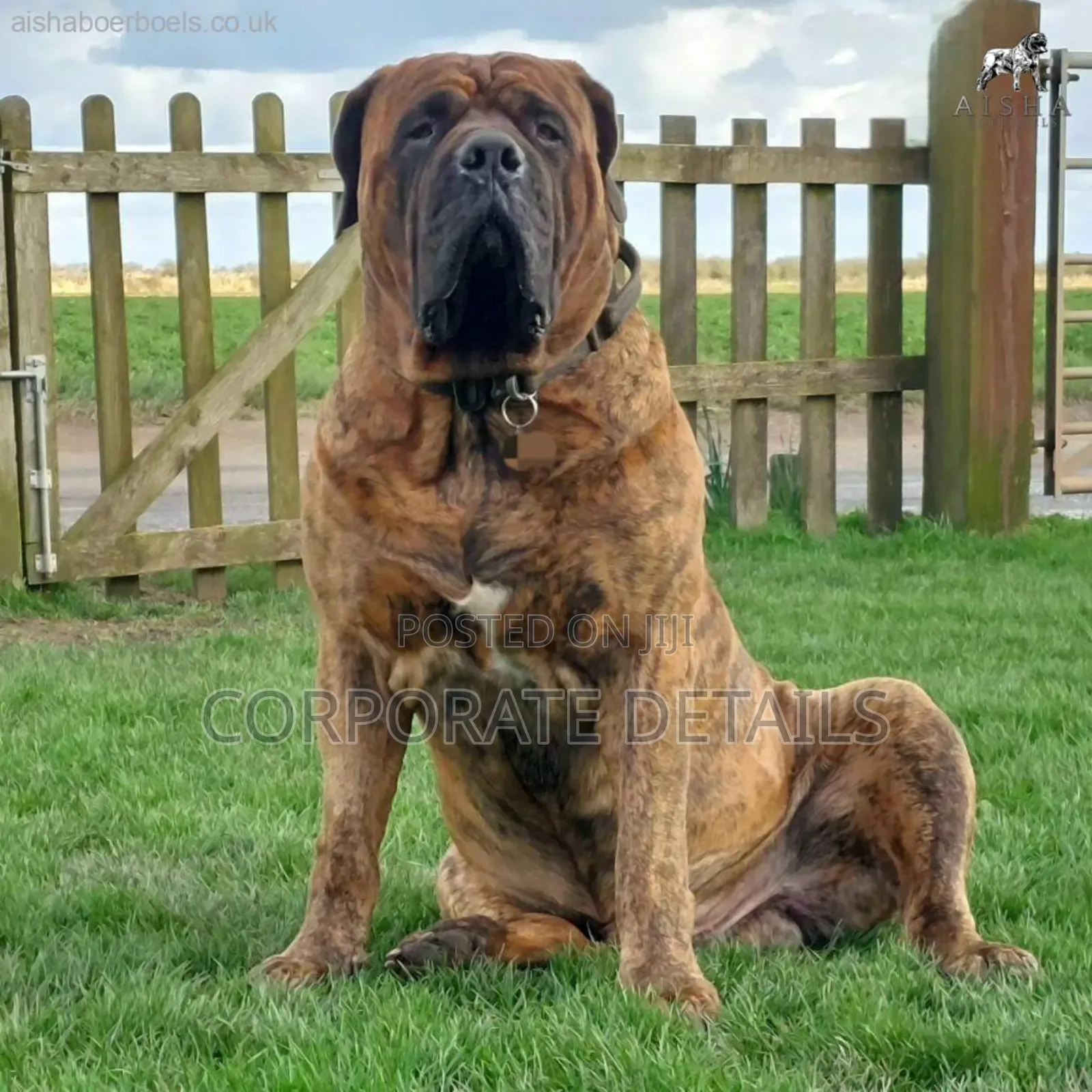 1+ year Male Purebred Boerboel